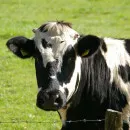 Способы повышения рентабельности фермы узнали томские животноводы