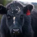 Где в Томской области живут самые молочные коровы