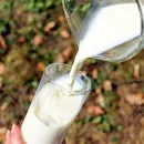 В Томской области увеличилось производство молока